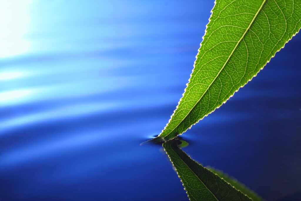 green-leaf-water